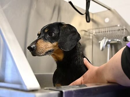 SVRC Dog Wash Services