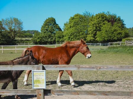 Easton Farm Park