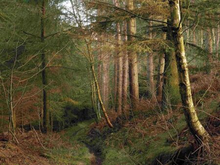 Rendlesham Forest